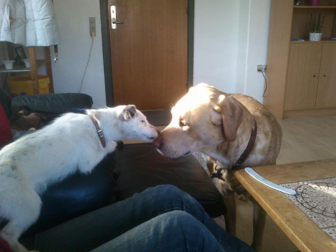 Jack russell terrier Calliston's Maddie billede 9