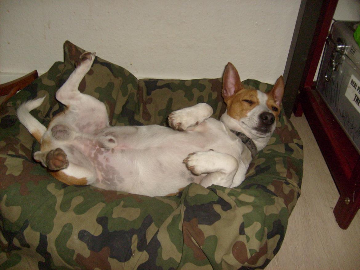 Jack russell terrier Zippo (forsvundet) - ZZZZZZZ billede 16