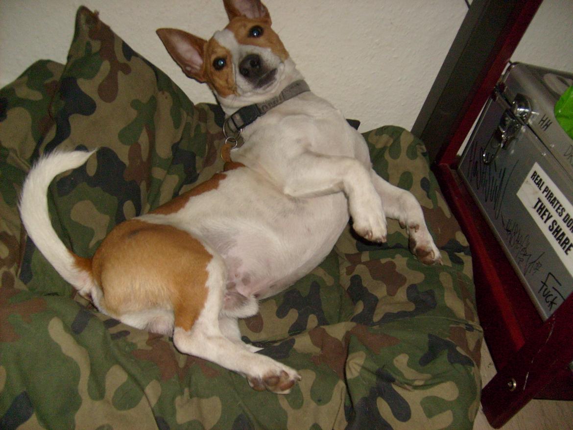 Jack russell terrier Zippo (forsvundet) - Hey hov hvorfor tager du nu billeder? Jeg ligger jo og sover! billede 17