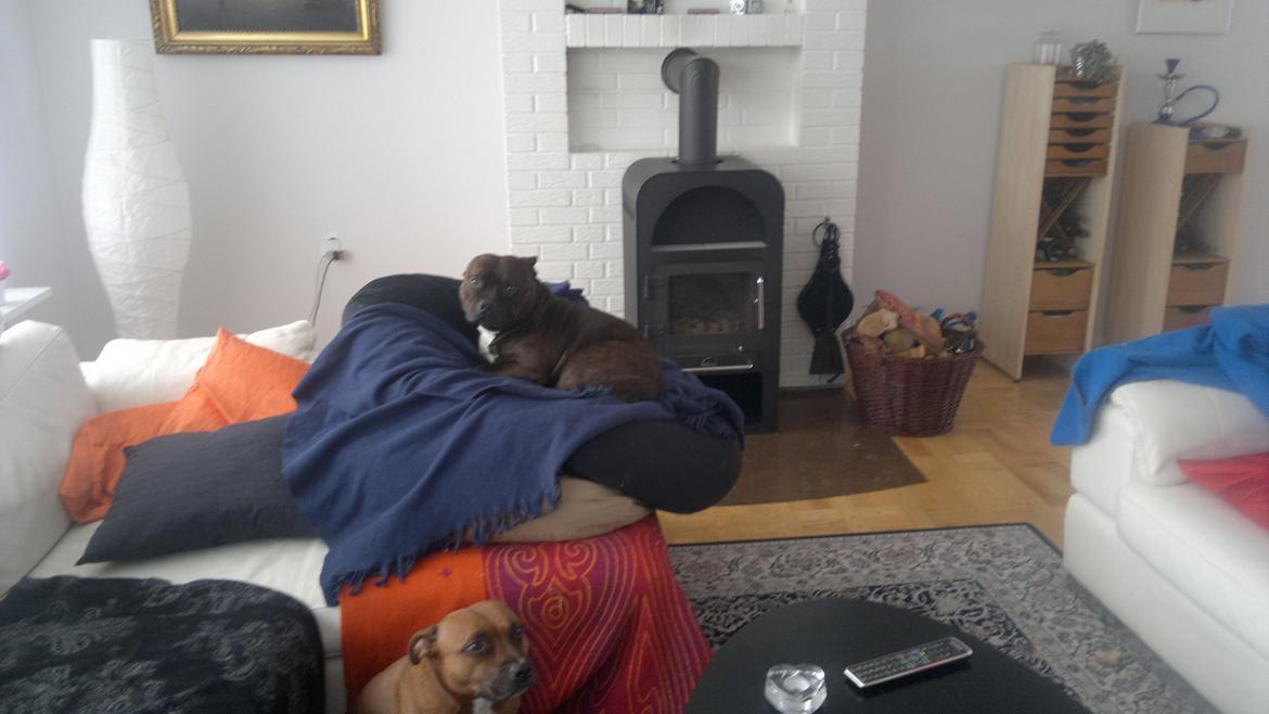Staffordshire bull terrier Luke - Støvsug I bare, jeg skal stadig ligge I min fatboy :) billede 17