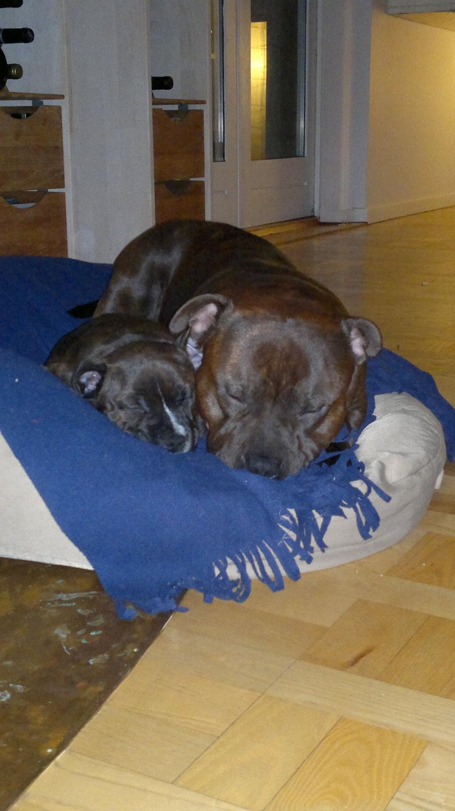 Staffordshire bull terrier Luke billede 18