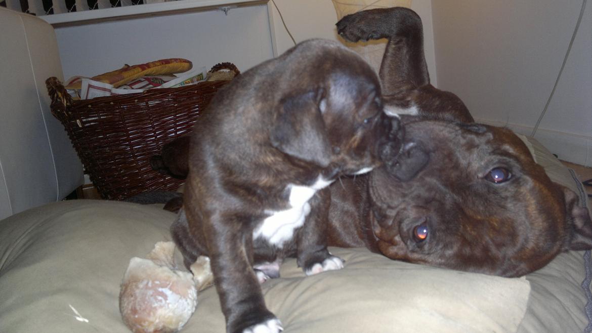 Staffordshire bull terrier Luke - Møs, møs billede 19