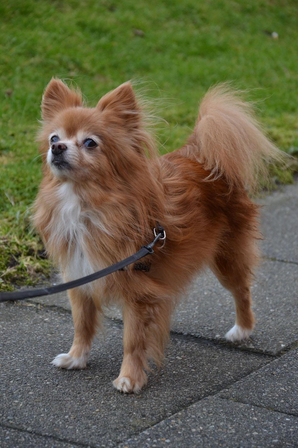 Blanding af racer Bella - Februar 2012. billede 1