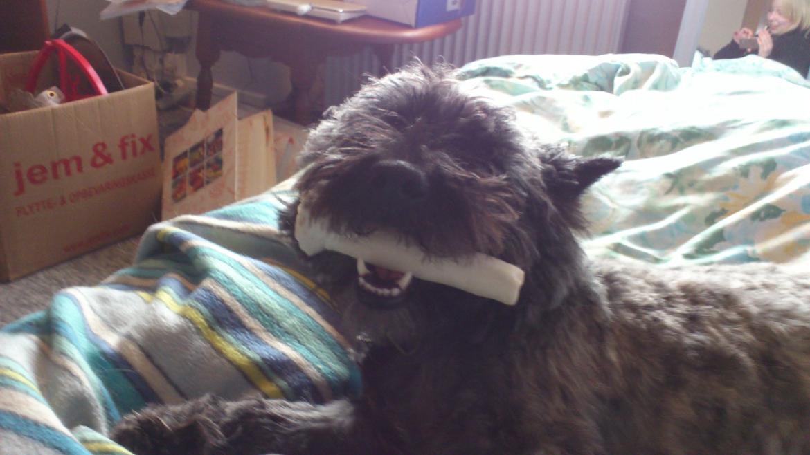 Cairn terrier Whiskey billede 2