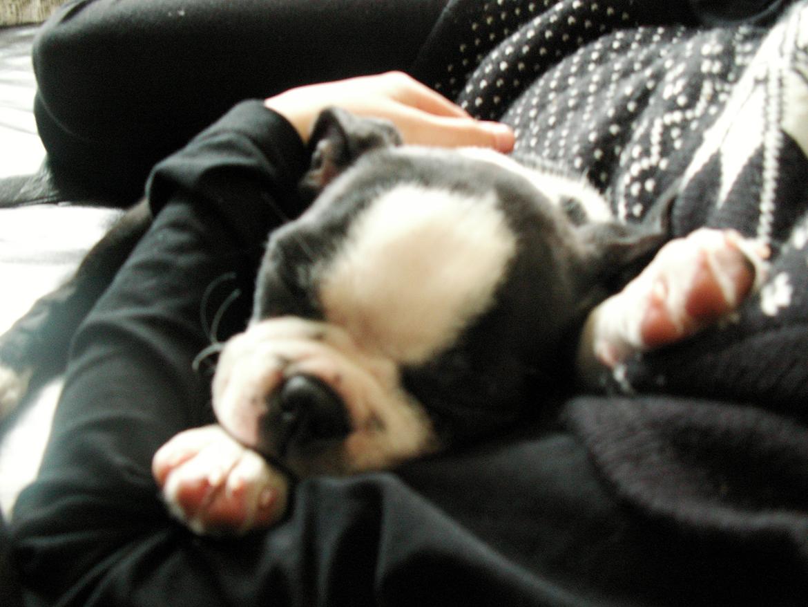 Boston terrier Divadogs Bera Banana - Mille helt færdig, efter den første ag hjemme billede 2