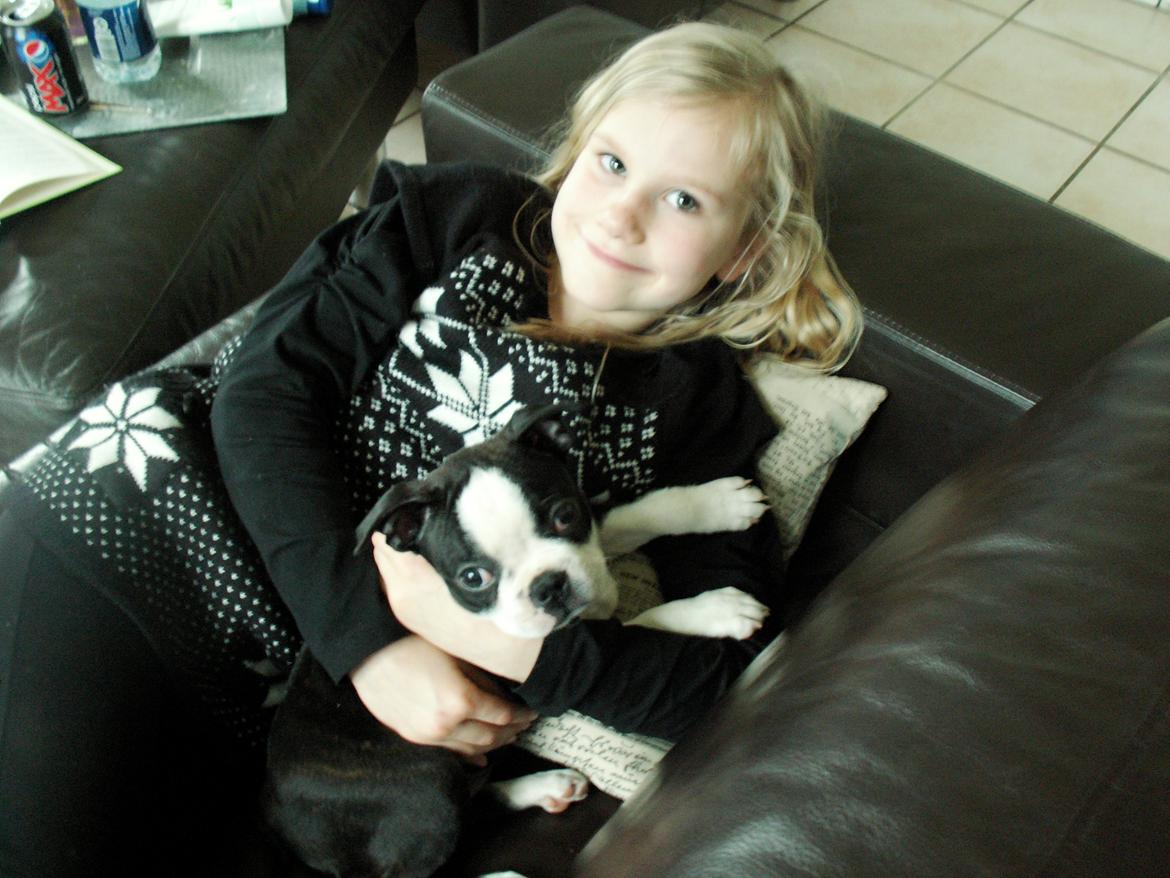 Boston terrier Divadogs Bera Banana - Lykken er - favnen fuld af hundehvalp;0) billede 3