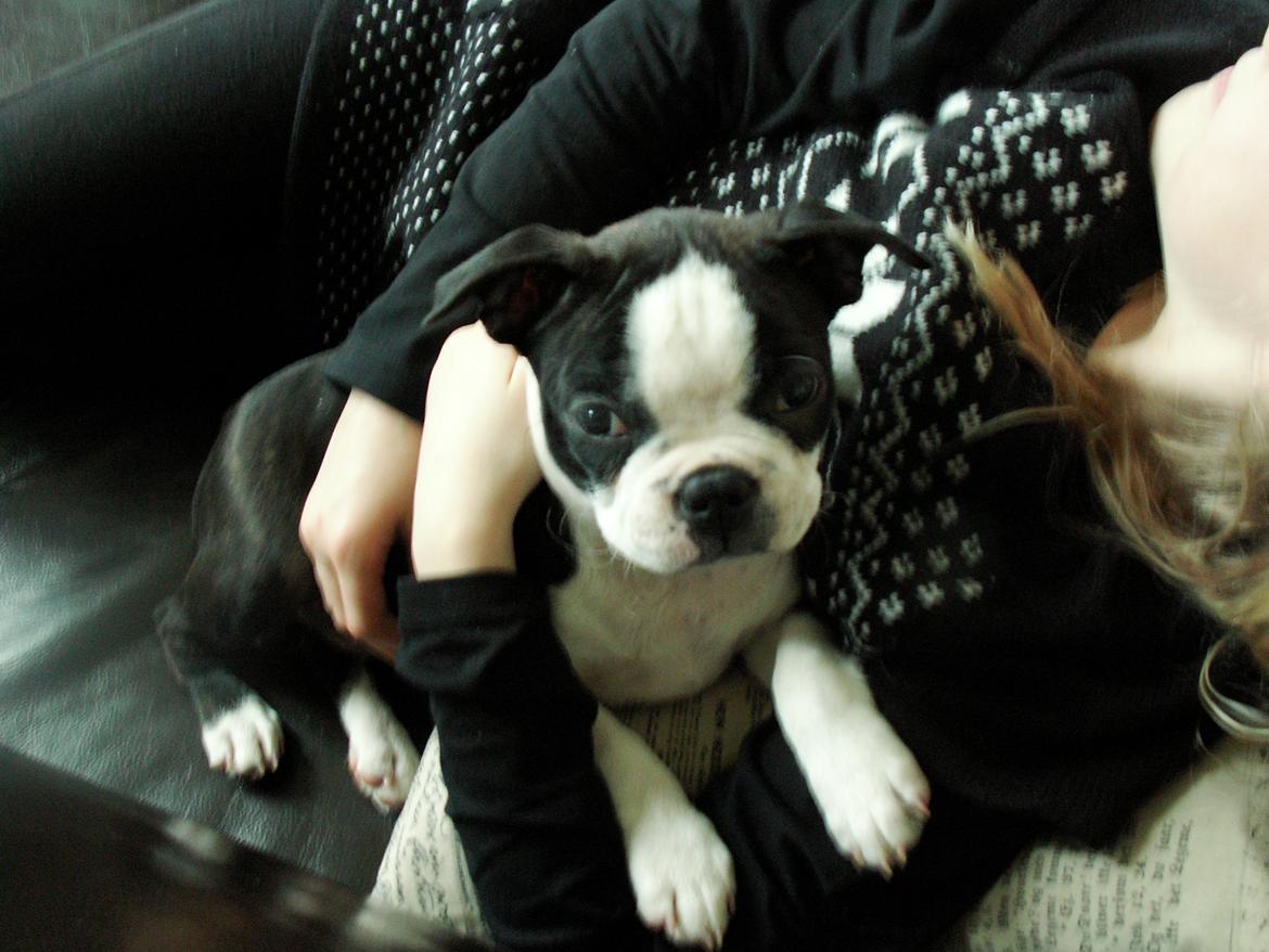 Boston terrier Divadogs Bera Banana billede 4