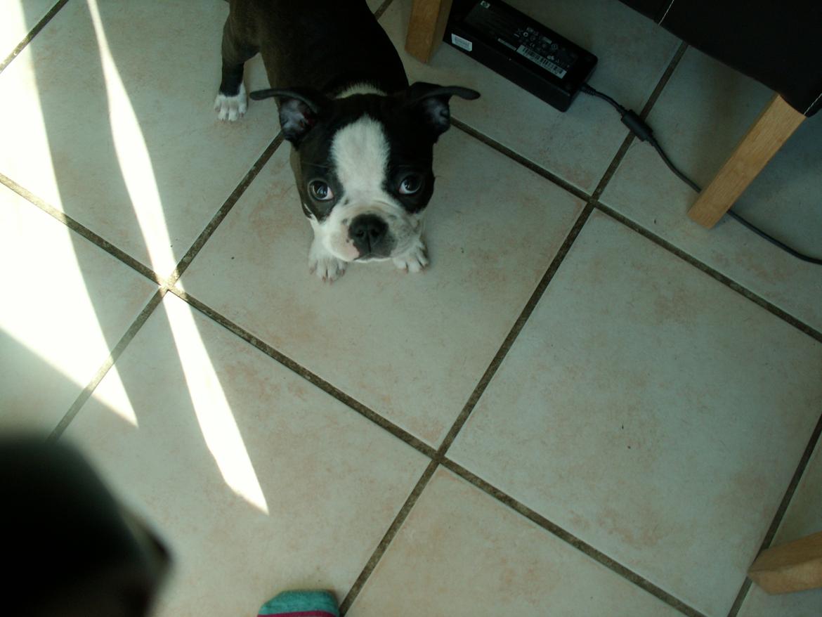 Boston terrier Divadogs Bera Banana billede 5