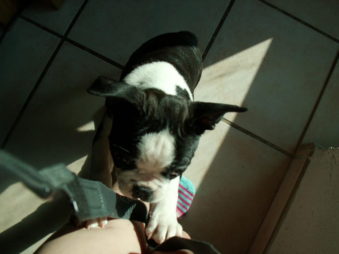 Boston terrier Divadogs Bera Banana billede 6