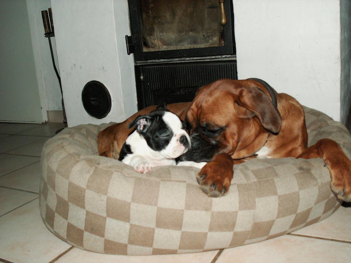 Boston terrier Divadogs Bera Banana - Mille og hendes bedste ven boxeren Luna på 9 måneder billede 7