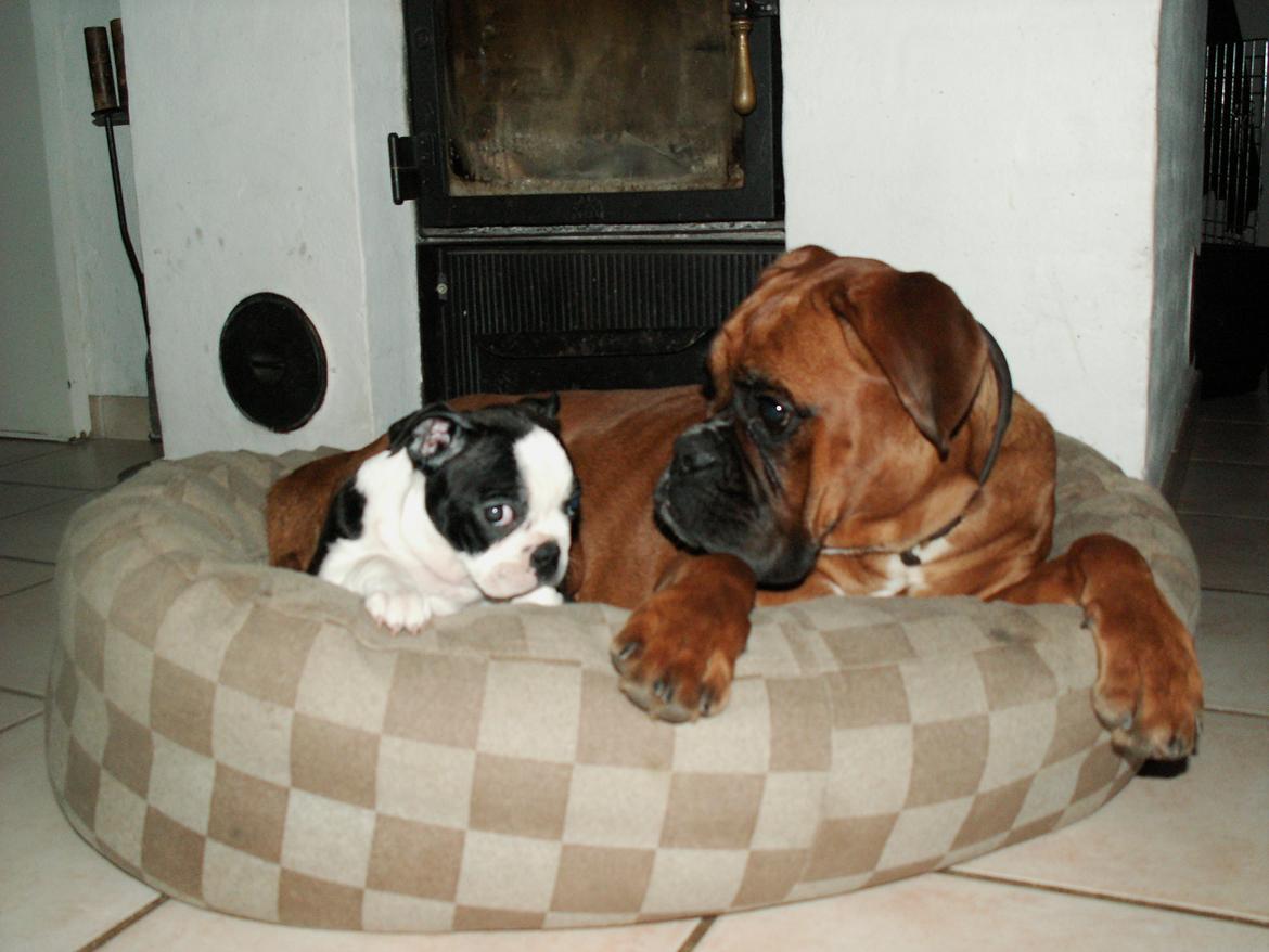 Boston terrier Divadogs Bera Banana billede 8