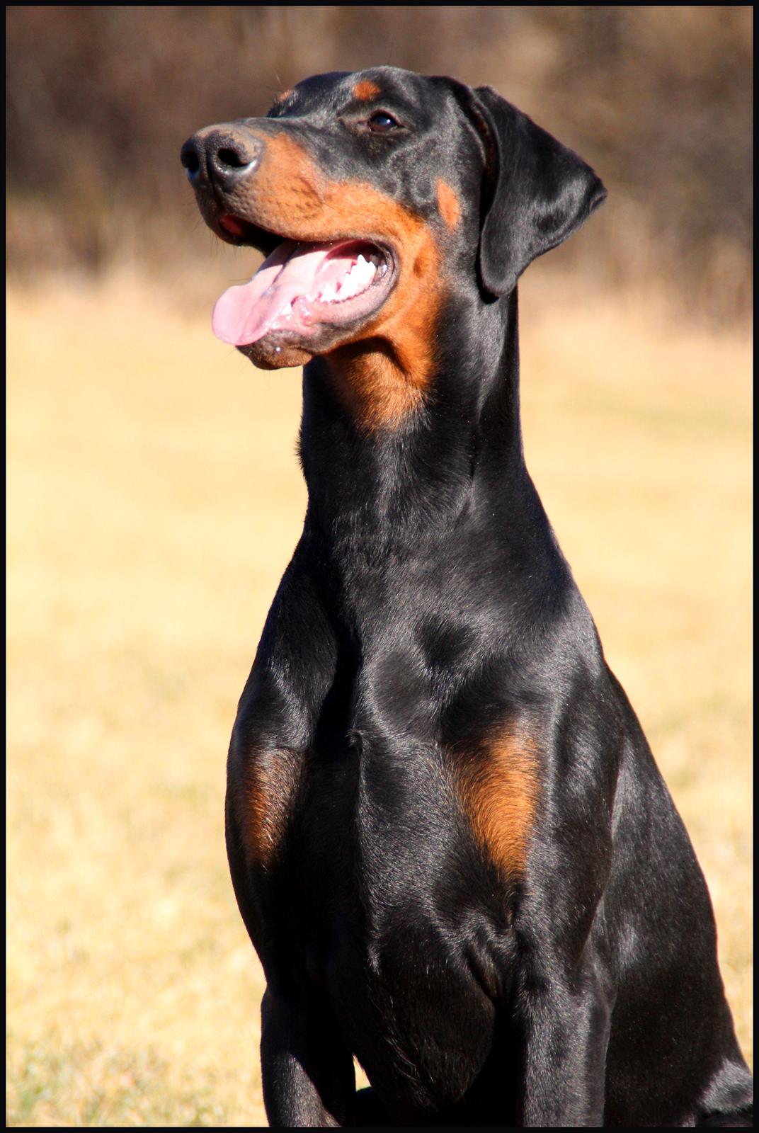 Dobermann Proud Danish Destany - Her er Cola 7 mdr. billede 5