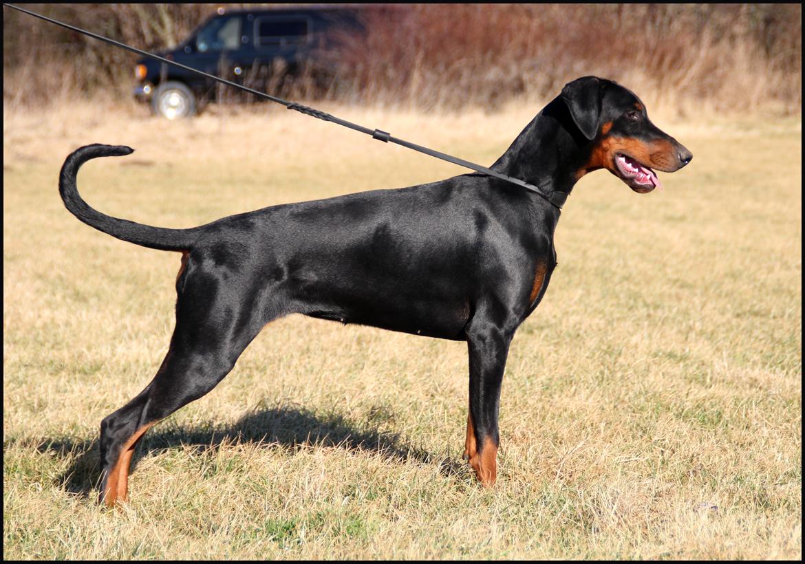 Dobermann Proud Danish Destany - Her er Cola 7 mdr. billede 6