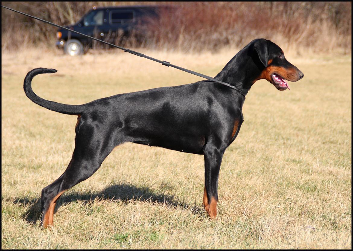 Dobermann Proud Danish Destany billede 7