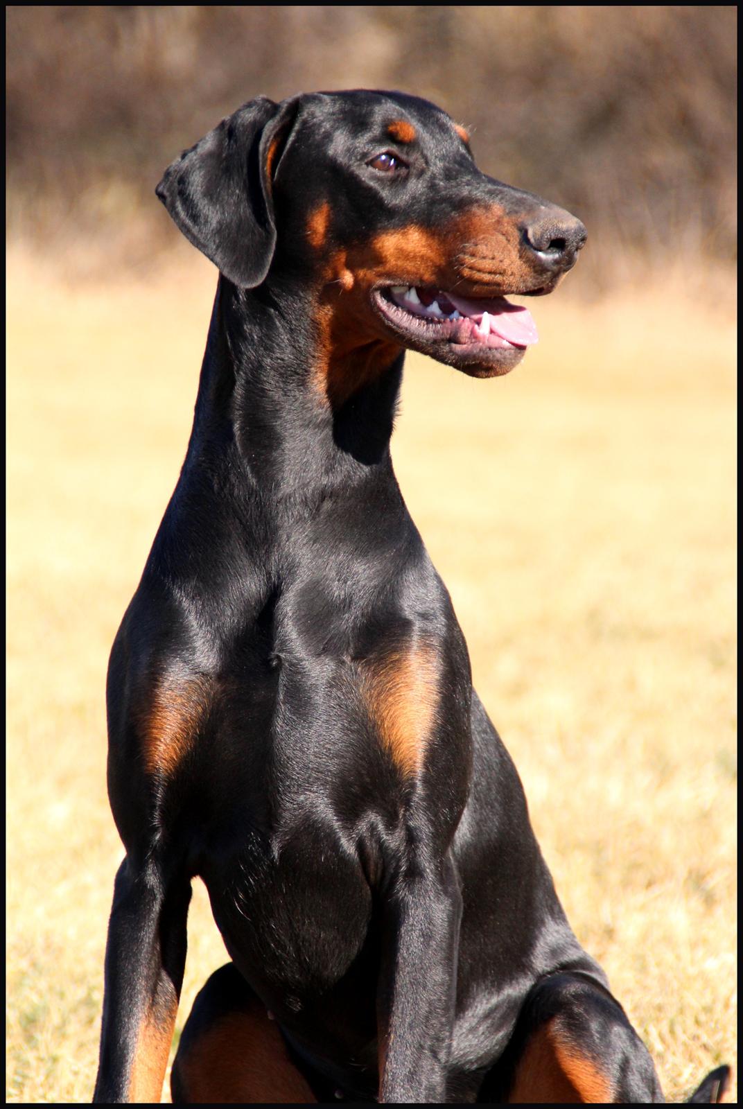 Dobermann Proud Danish Destany billede 8