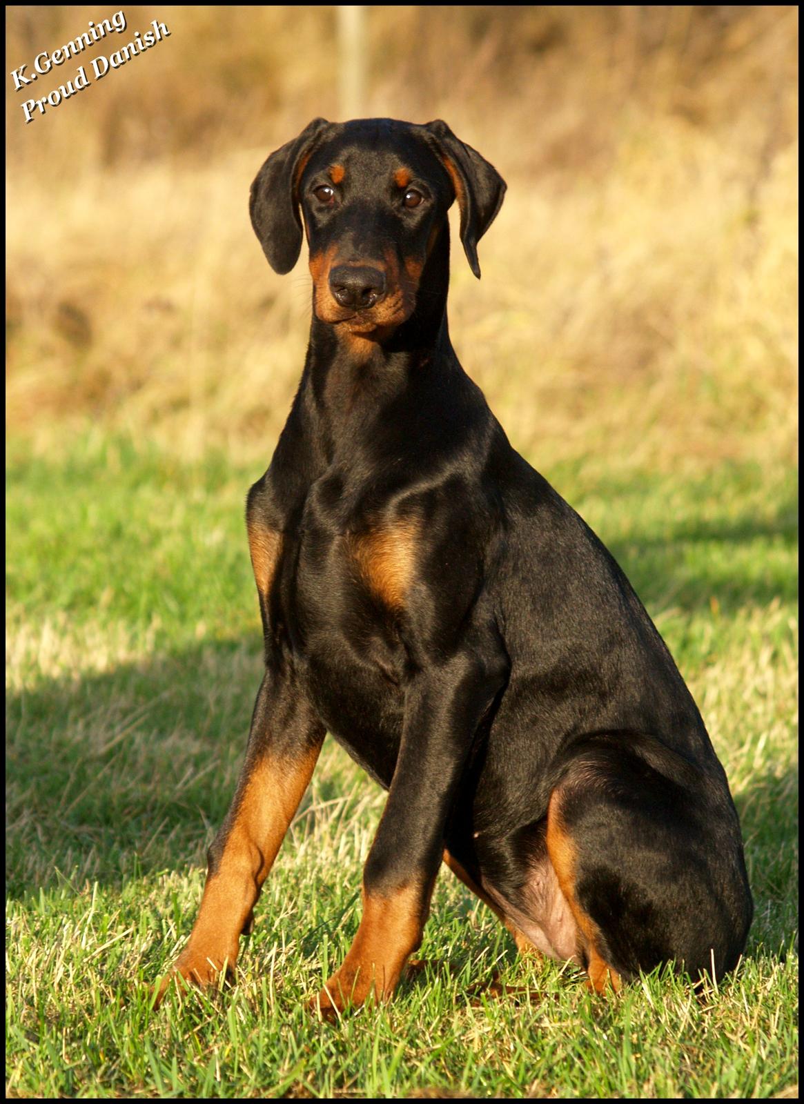 Dobermann Proud Danish Destany billede 9