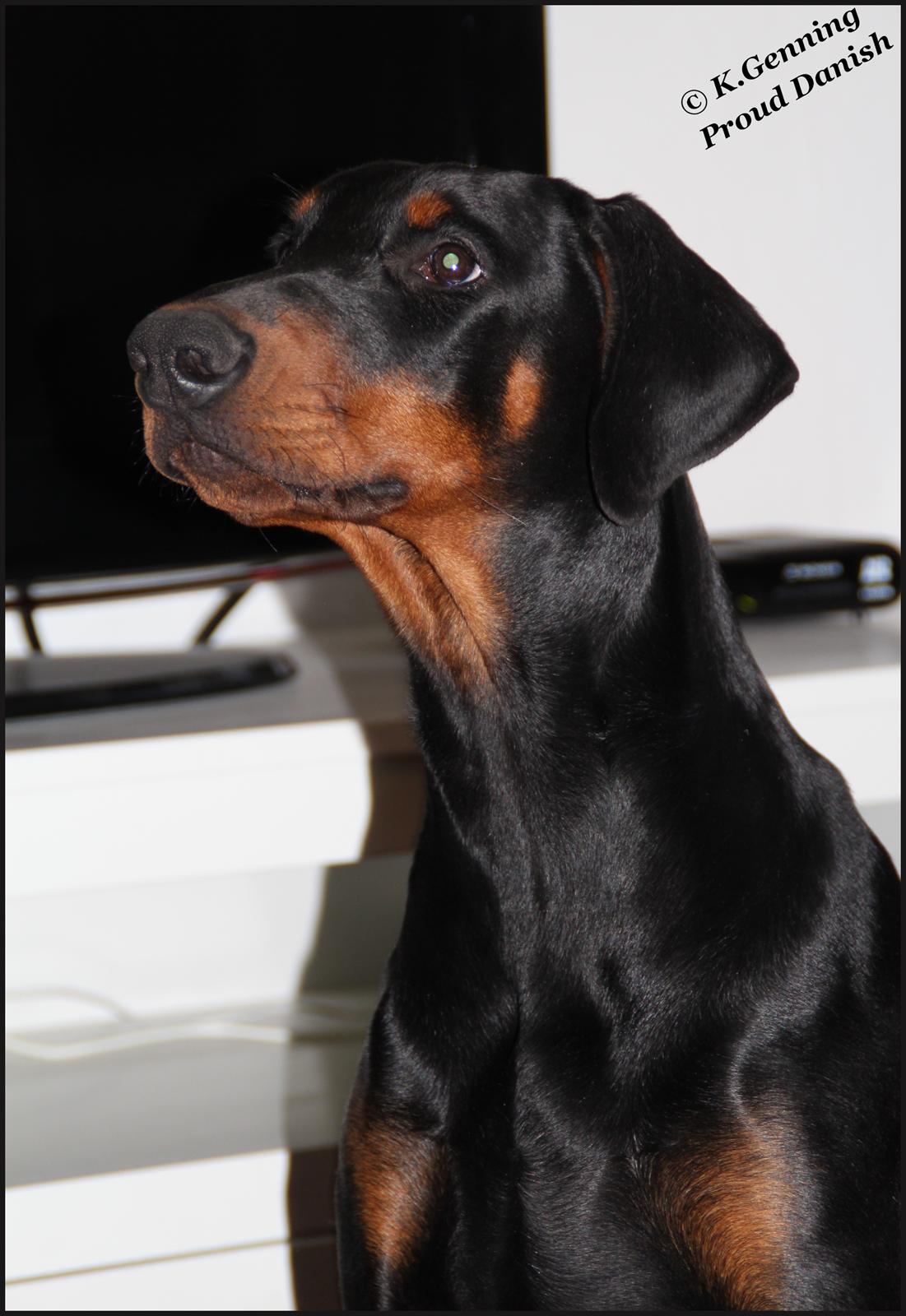 Dobermann Proud Danish Destany billede 10