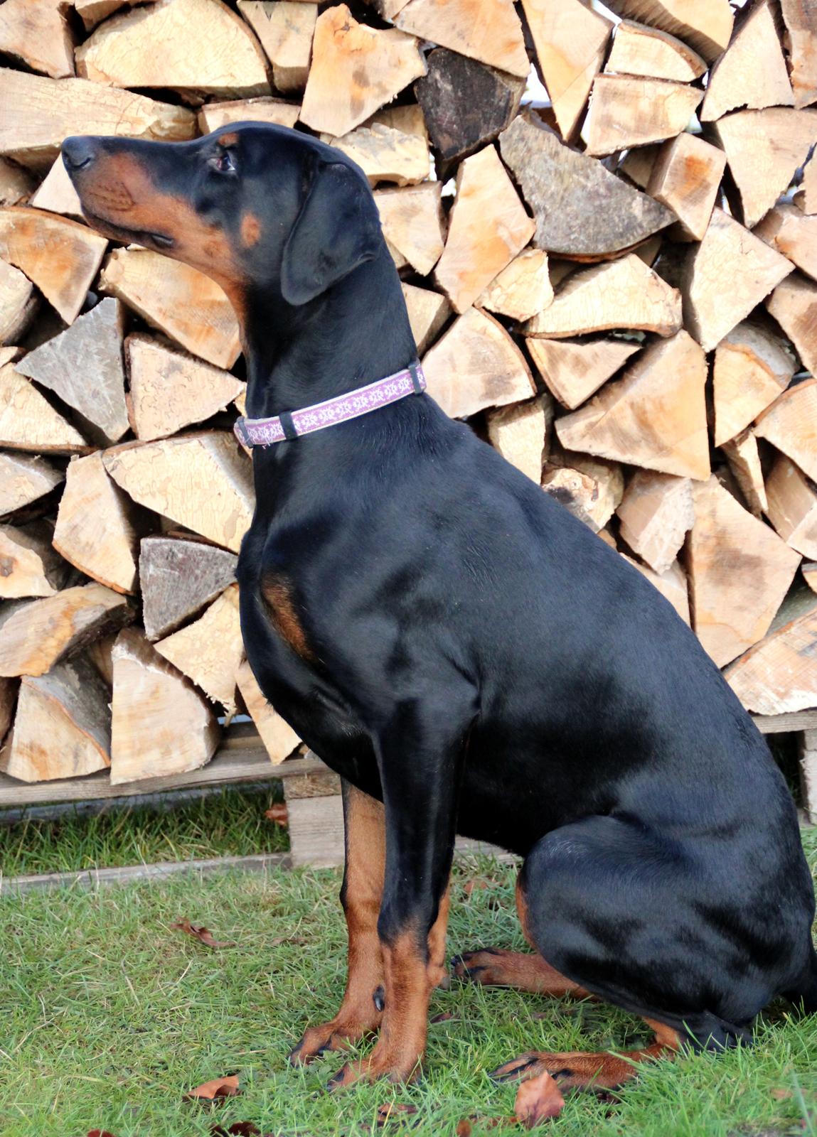 Dobermann Proud Danish Destany billede 11