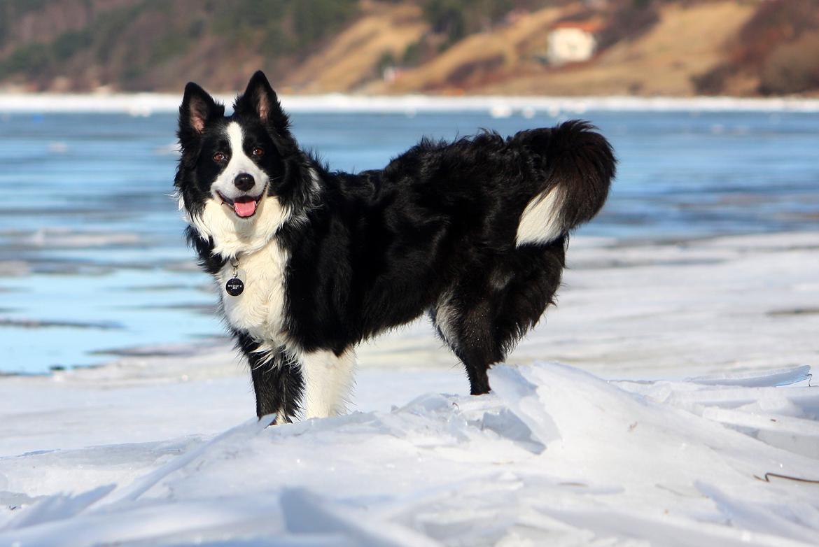 Border collie Daisy - 13 år billede 5