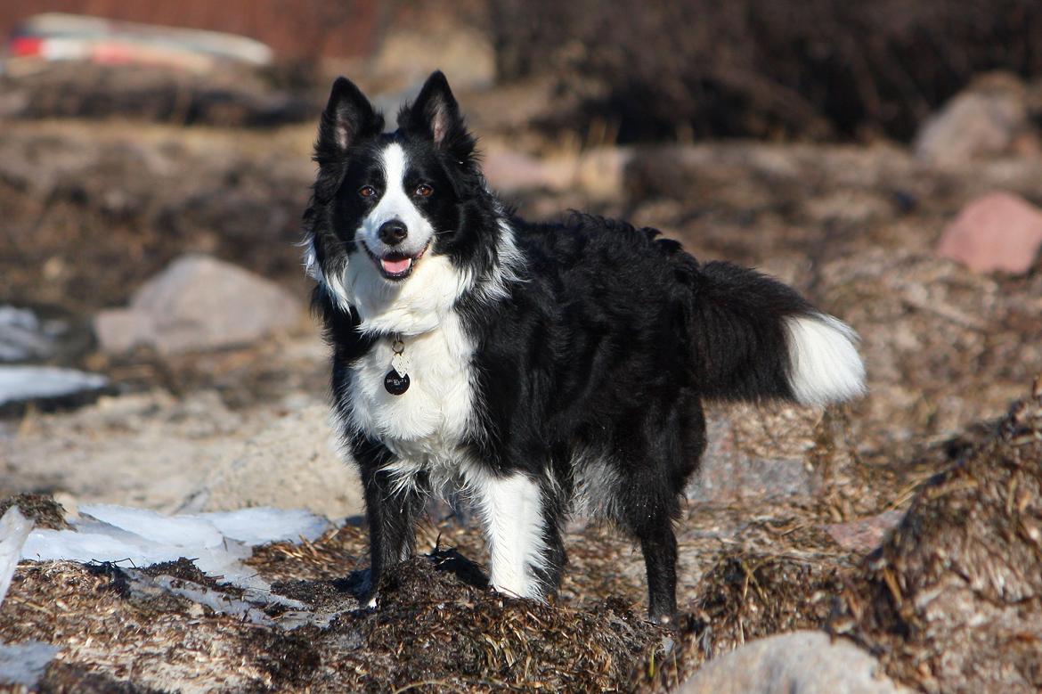Border collie Daisy - 13 år billede 10