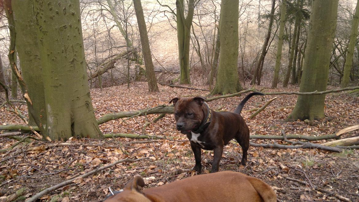 Staffordshire bull terrier Luke - Luke i sin ynglingsskov billede 20