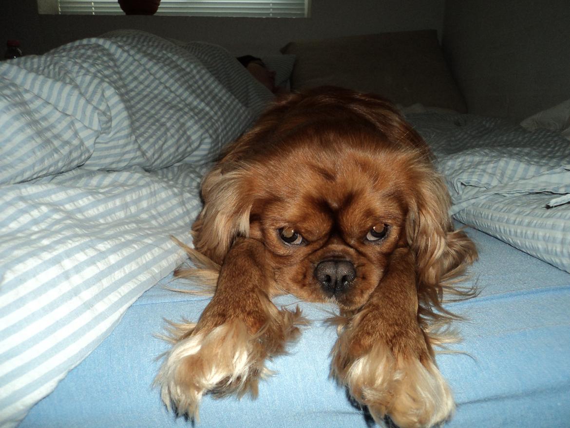 Cavalier king charles spaniel Swiffer billede 9