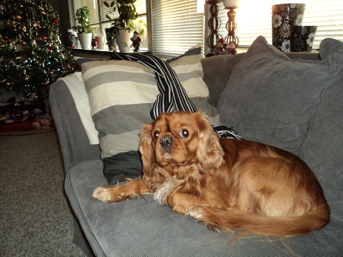 Cavalier king charles spaniel Swiffer billede 1