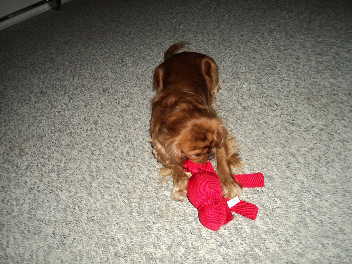 Cavalier king charles spaniel Swiffer billede 10