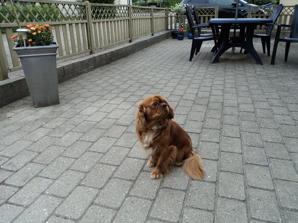 Cavalier king charles spaniel Swiffer billede 11