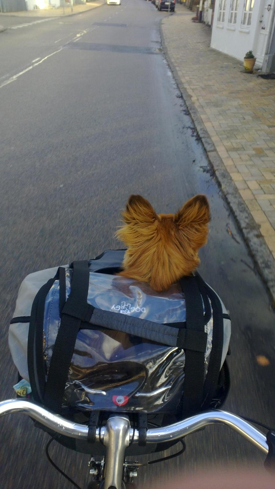 Blanding af racer Balou - 24.02.12 - Balou nyder turen fra sin cykelkurv på vej til hundeskoven. billede 12