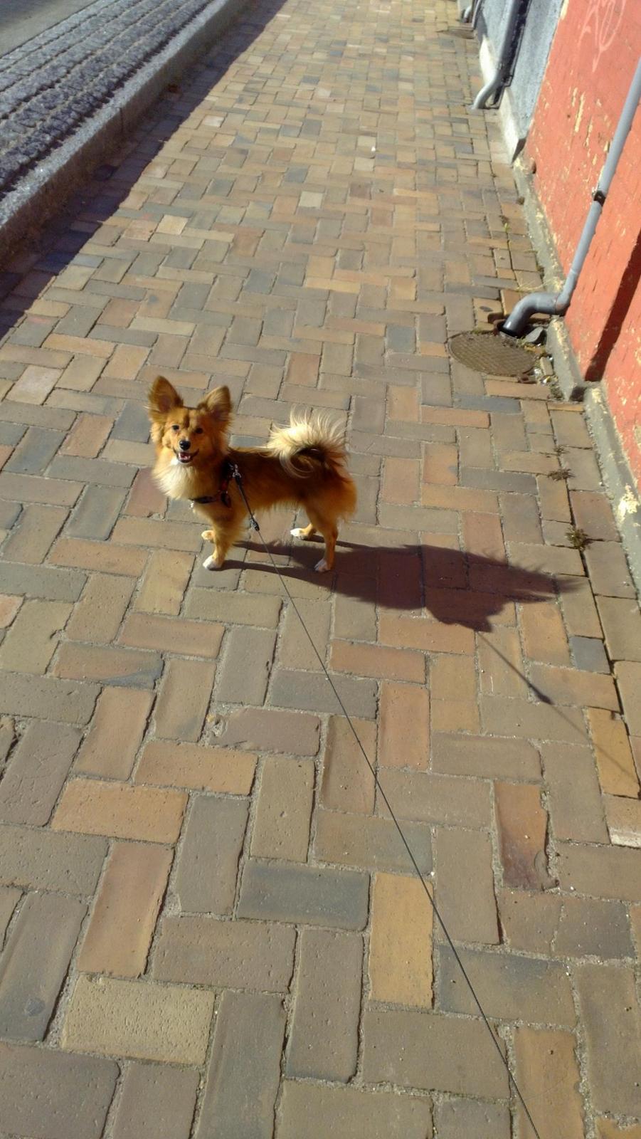 Blanding af racer Balou - 26.02.12 - På en af årets første rigtige solskinsdage.. billede 13