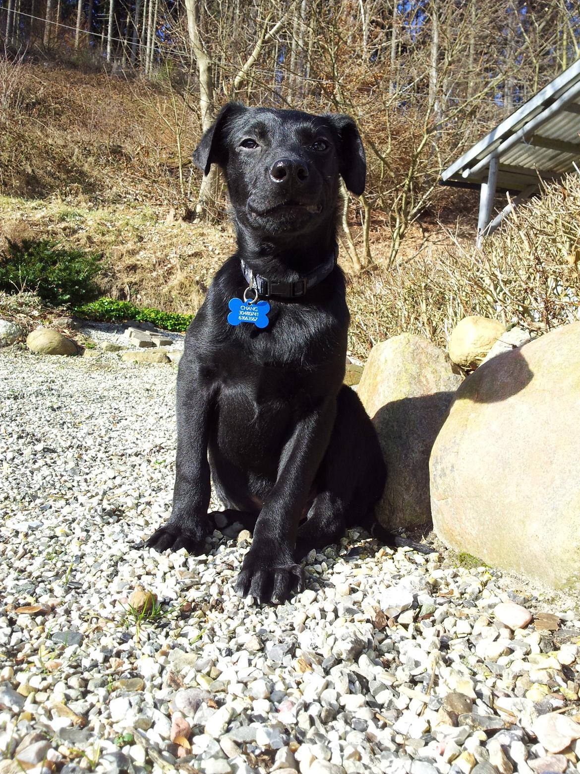 Blanding af racer Chang  - D. 26-02/2012 billede 13