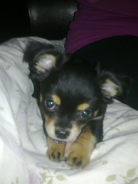 Blanding af racer Louie - endelig hjemme <3 billede 3