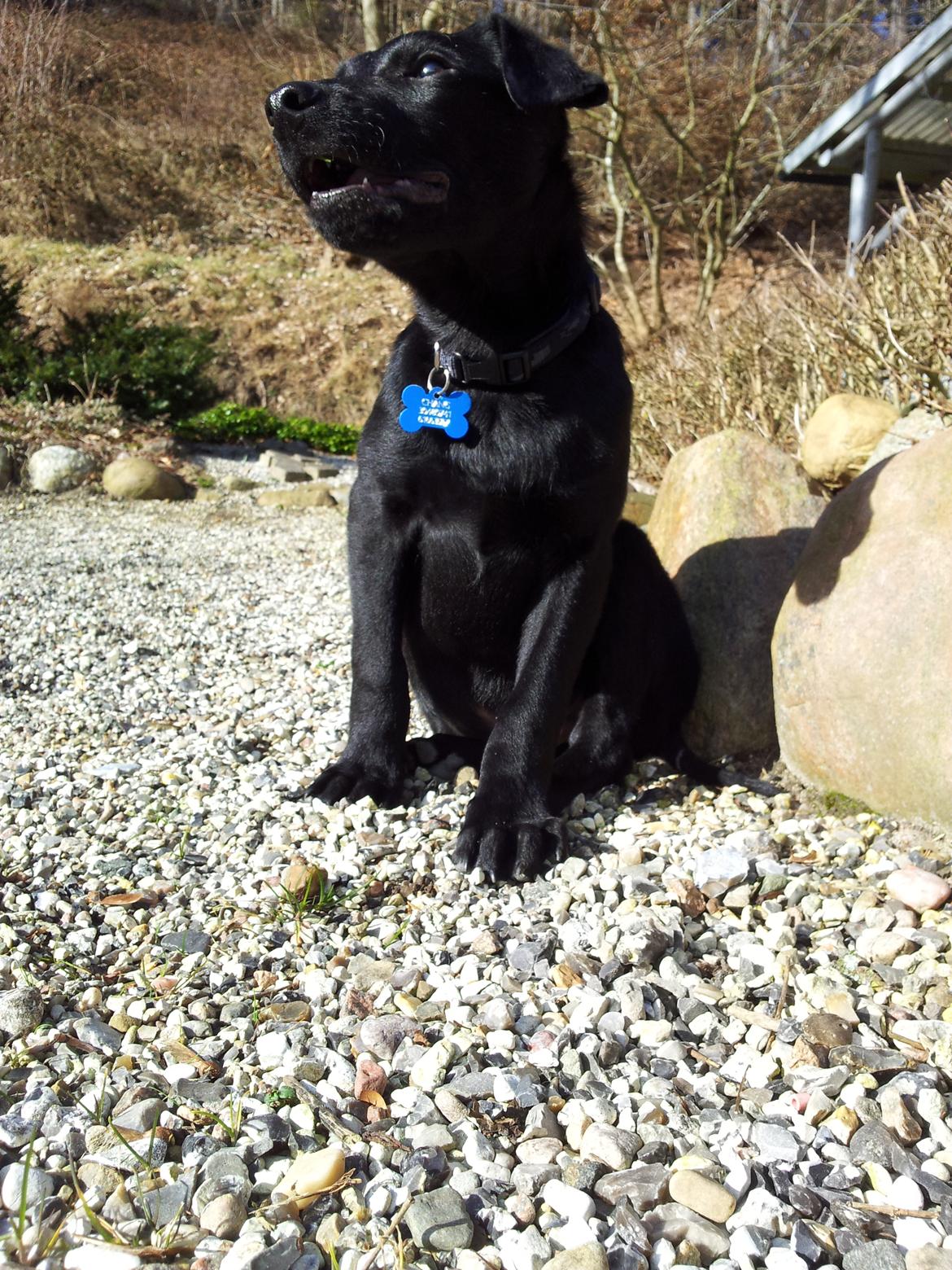 Blanding af racer Chang  - D. 26-02/2012 billede 14