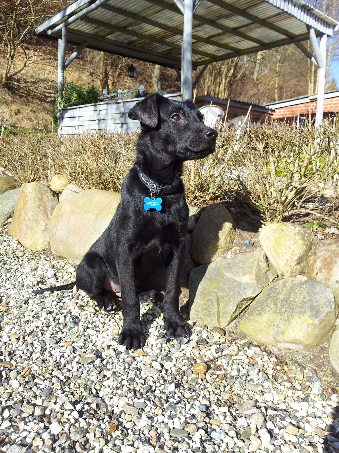 Blanding af racer Chang  - D. 26-02/2012 billede 15