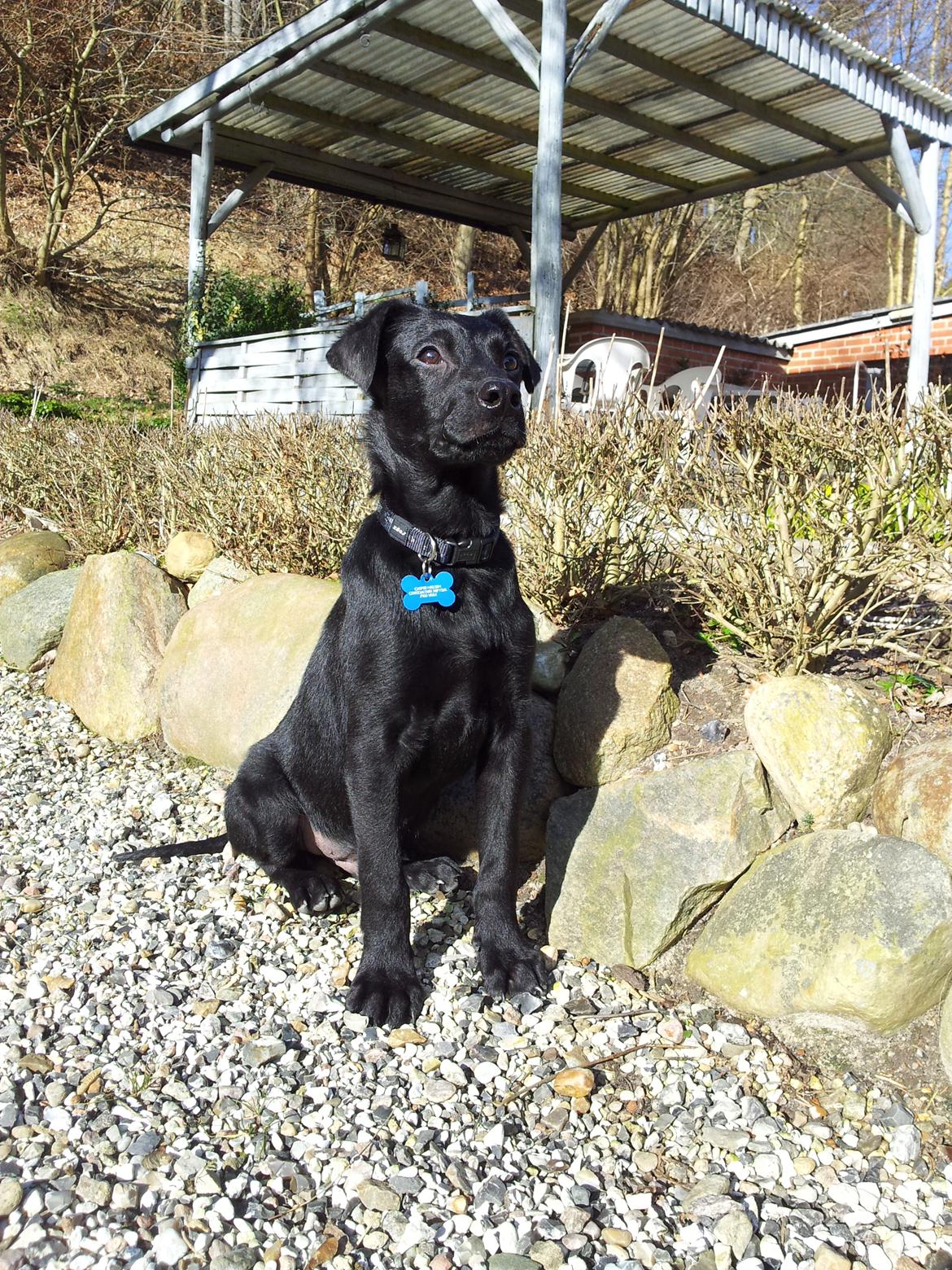 Blanding af racer Chang  - D. 26-02/2012 billede 16