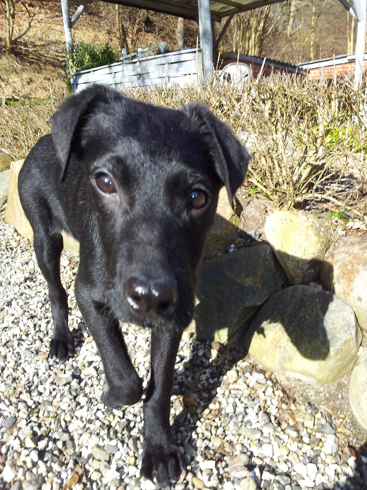 Blanding af racer Chang  - D. 26-02/2012 billede 17