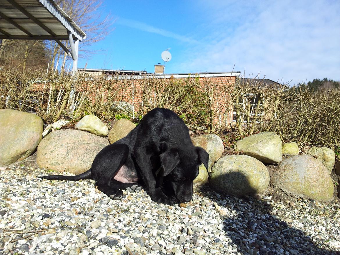 Blanding af racer Chang  - D. 26-02/2012 billede 18