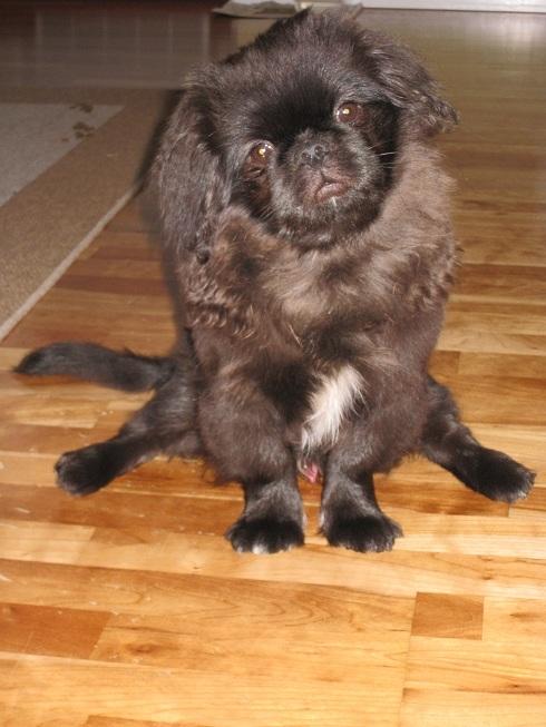 Pekingeser Milas (Elvis) billede 3