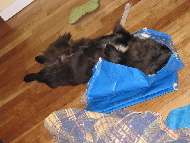 Pekingeser Milas (Elvis) - Bizart sted at sove billede 4