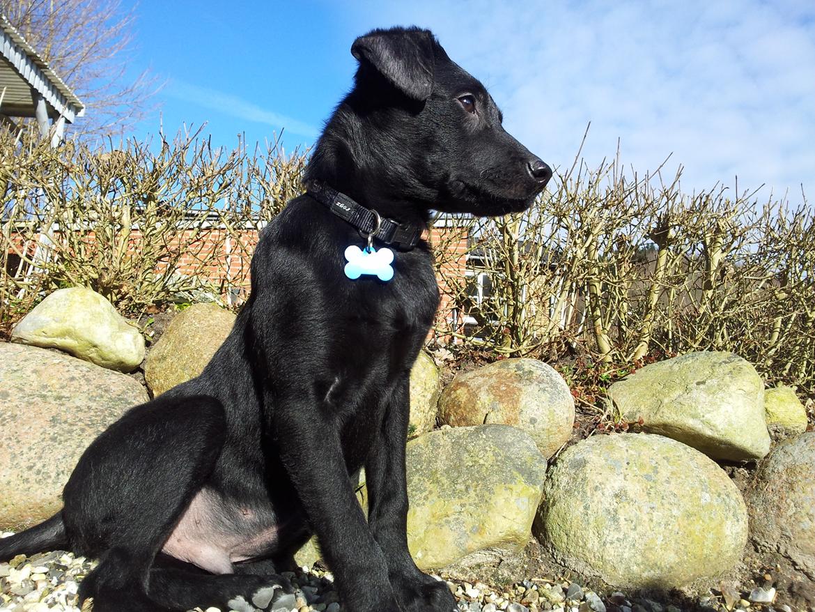 Blanding af racer Chang  - D. 26-02/2012 billede 19