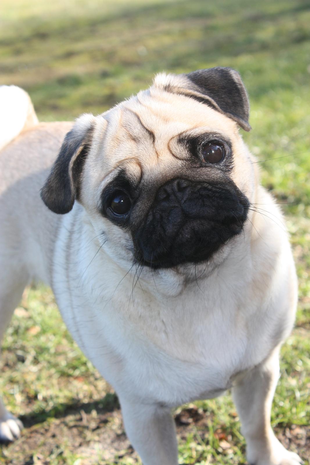 Mops Alma (Mine forældres) - Velkommen til min profil :) 
- Alma 1 år den 27-02-12 billede 3