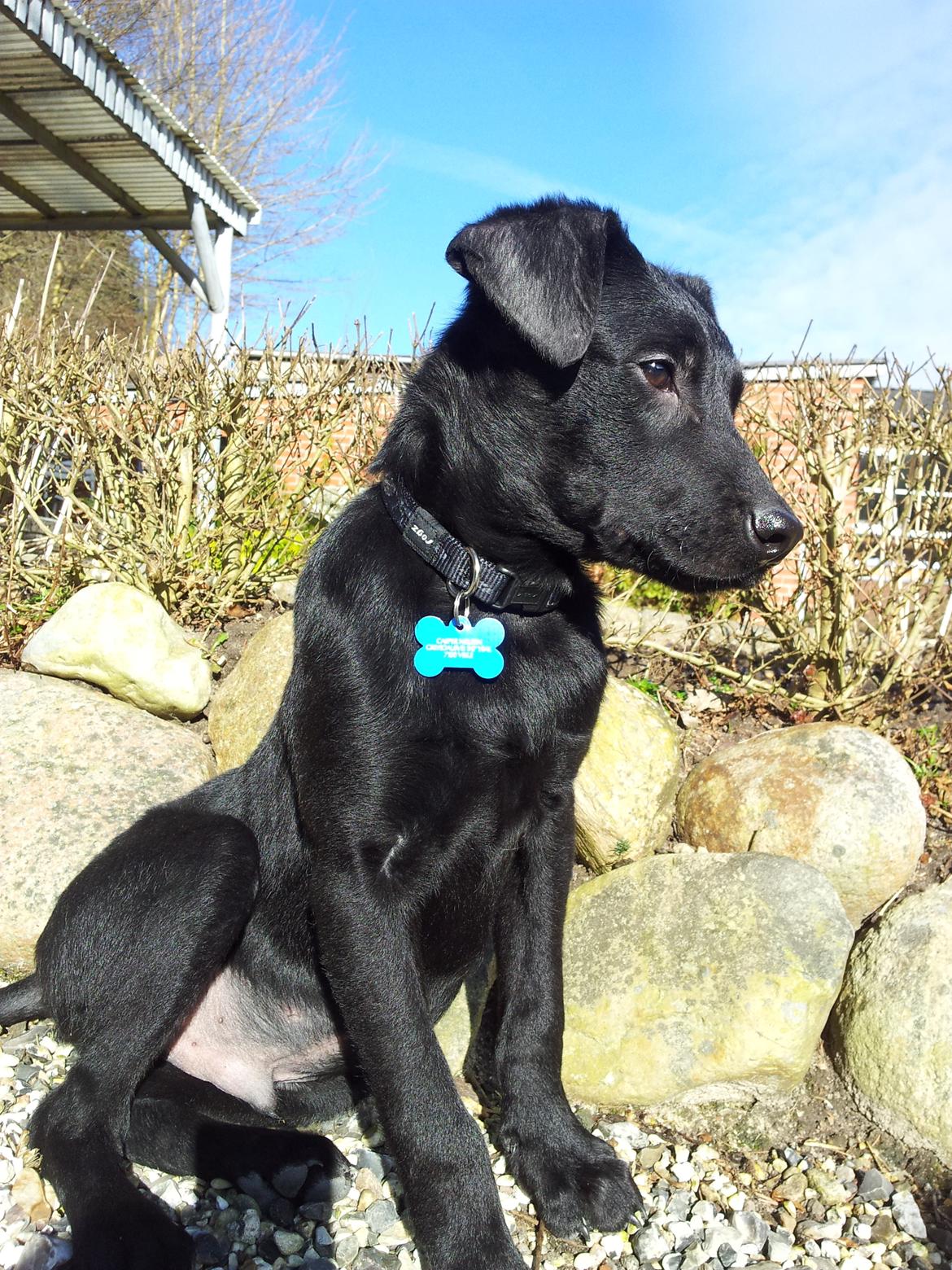 Blanding af racer Chang  - D. 26-02/2012 billede 20