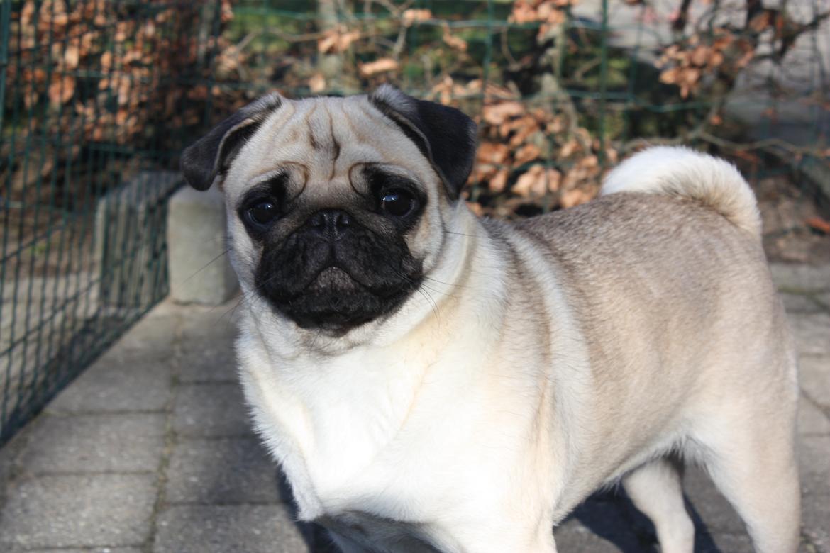 Mops Alma (Mine forældres) - 1 år gammel den 27-02-12 billede 4