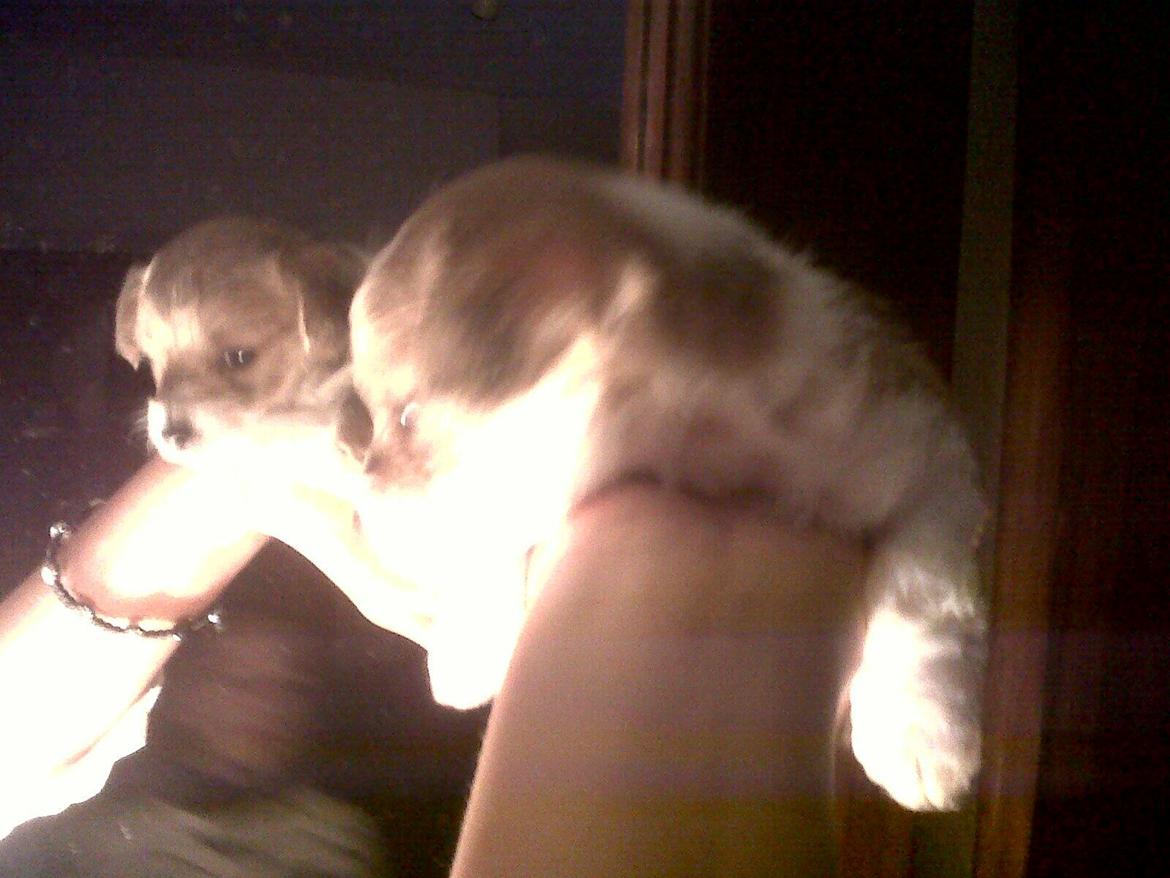 Blanding af racer Thierry Henry billede 15