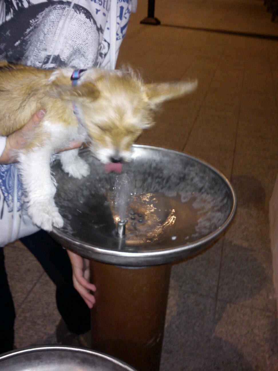 Blanding af racer Thierry Henry billede 16