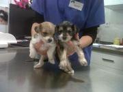 Blanding af racer Thierry Henry billede 2