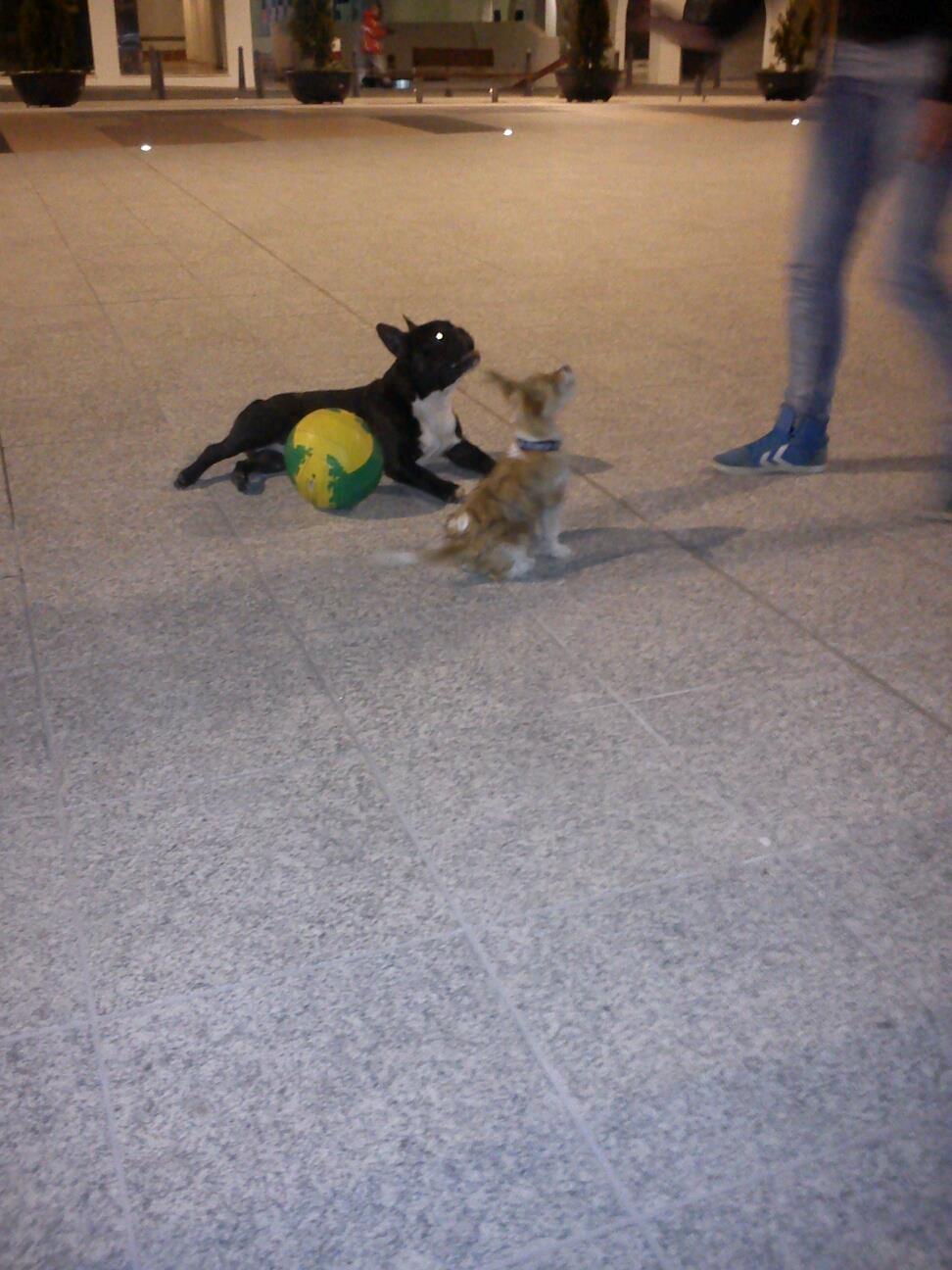 Blanding af racer Thierry Henry billede 17