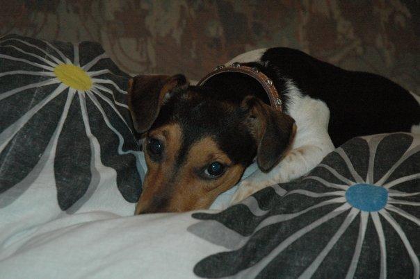 Jack russell terrier Sabbie - Man har det hårdt hva'? xD billede 3