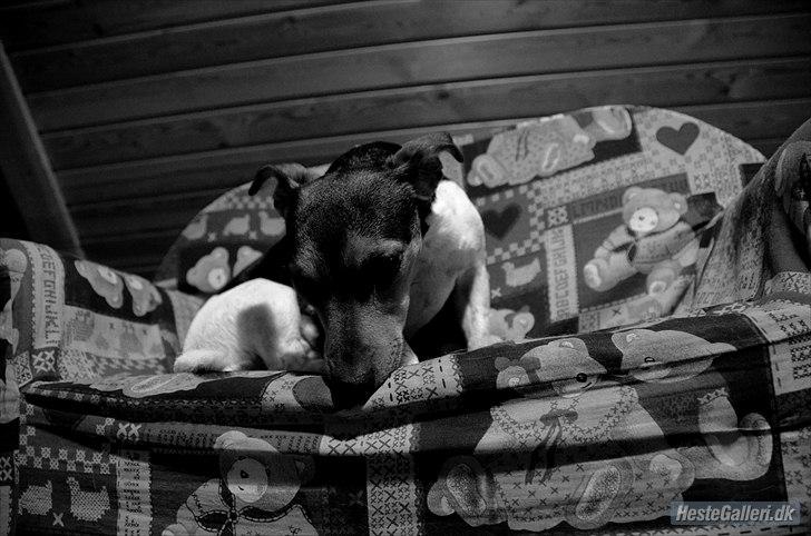 Jack russell terrier Sabbie - Orrrrrg hvor jeg har det svært.. xD billede 4